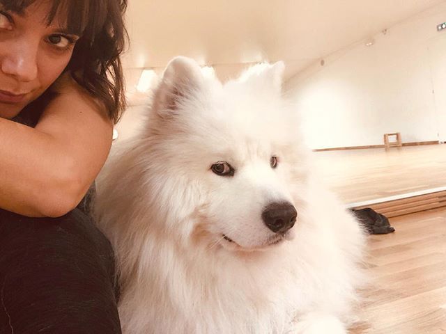 2018-10-15 - Bonne soirée 🌙 @jonsnow_lyonnet #samoyed #dogsofinstagram