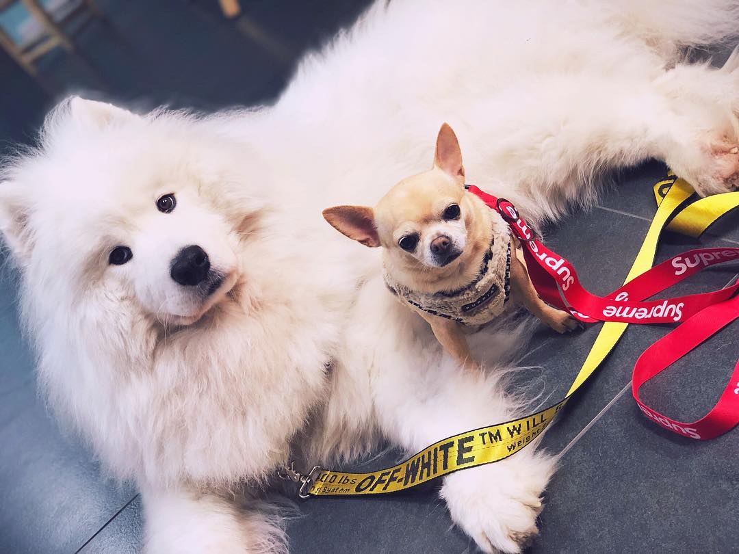2019-02-07 - ❤️Swag dogs 💛 #offwhite #supreme #dogsofinstagram #samoyed #chihuahua